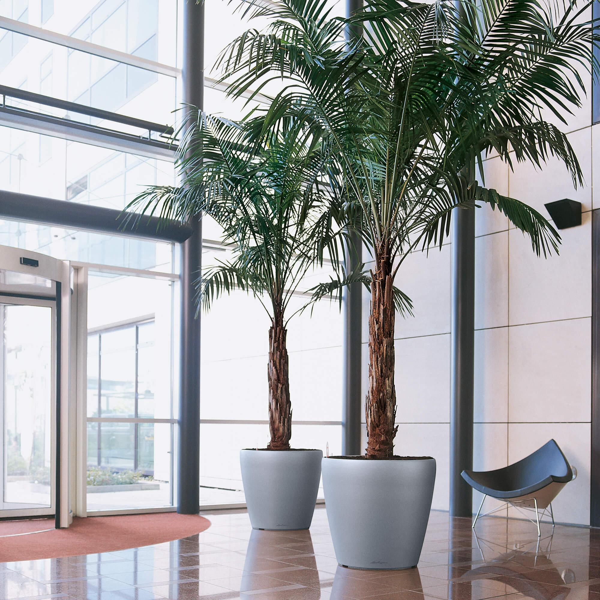 le_classico70_product_addi_01